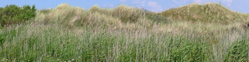 Hightown dunes and meadows